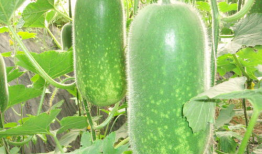 吃瓜爆料真假辨别图片,真假难辨，图片背后的真相大揭秘